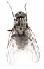 Phaonia trimaculata